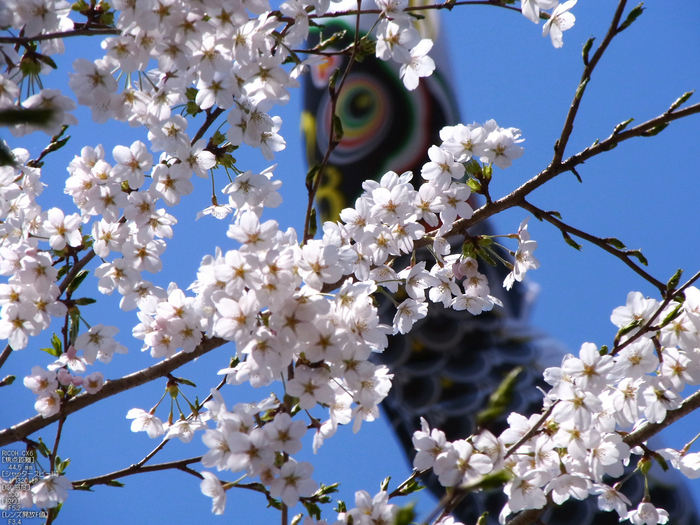 岩端_桜こいのぼり_2012_CX6_yaotomi_5.jpg