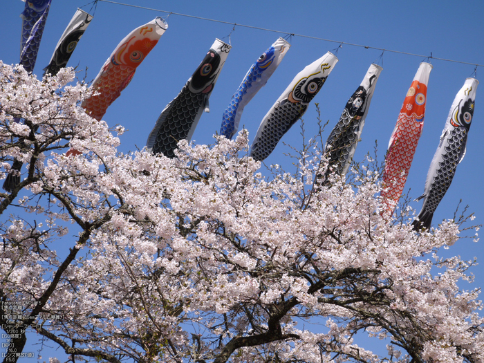 岩端_桜こいのぼり_2012_GF5_yaotomi_2.jpg