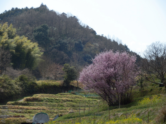 明日香_桜_2012_yaotomi_16.jpg