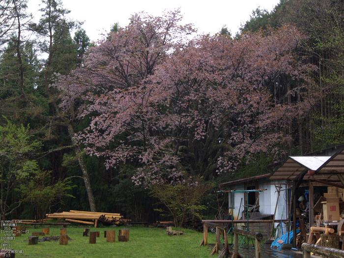 月桜_2012_OLYMPUS_E-M5_13.jpg