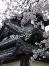 本善寺_桜_2012_yaotomi_12.jpg
