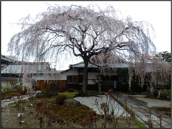 本満寺_しだれ桜_2012_yaotomi_1.jpg