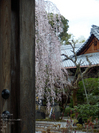 本満寺_しだれ桜_2012_yaotomi_10.jpg