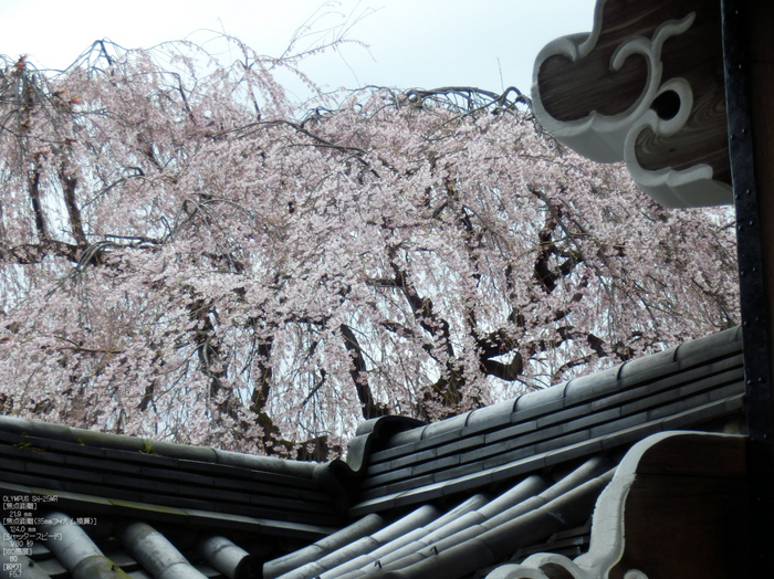 本満寺_しだれ桜_2012_yaotomi_11.jpg