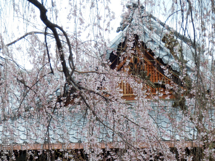 本満寺_しだれ桜_2012_yaotomi_6.jpg