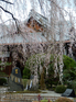 本満寺_しだれ桜_2012_yaotomi_7.jpg