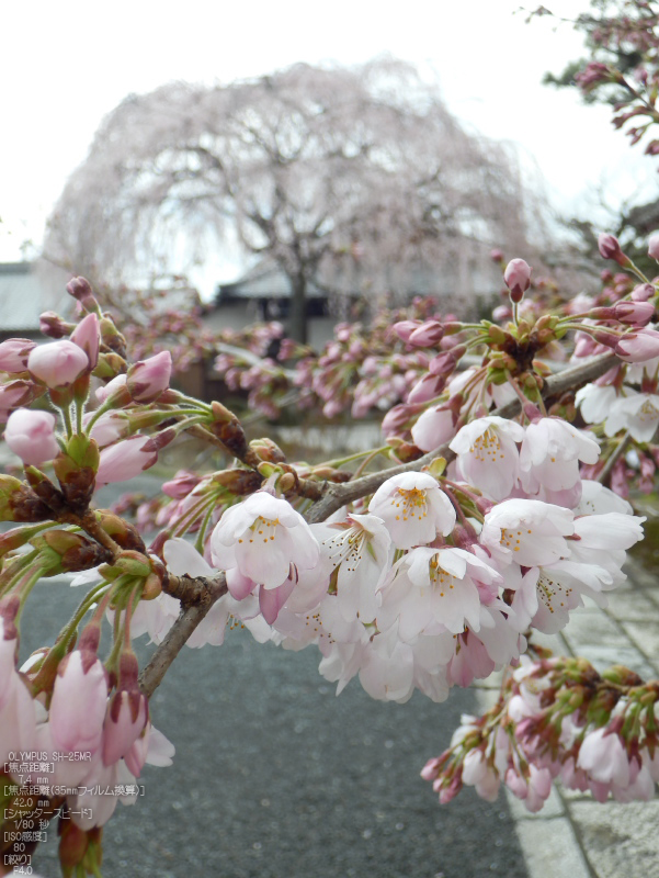 本満寺_しだれ桜_2012_yaotomi_8.jpg