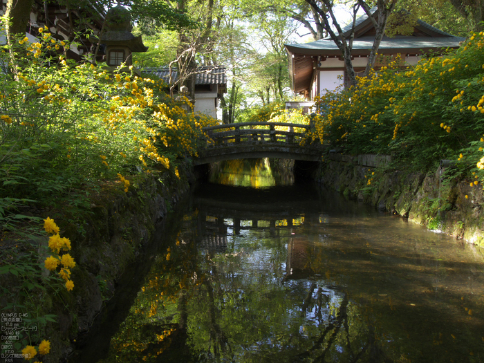 松尾大社_やまぶき_2012_OM-D-E-M5_yaotomi_11.jpg