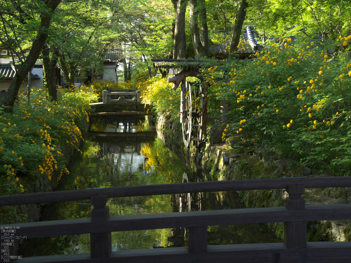 松尾大社_やまぶき_2012_OM-D-E-M5_yaotomi_7.jpg