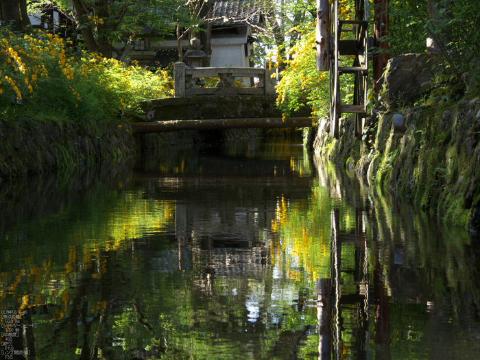 松尾大社_やまぶき_2012_OM-D-E-M5_yaotomi_8.jpg