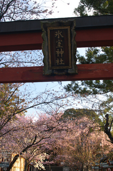 氷室神社_しだれ桜_2012_yaotomi_11.jpg