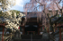 氷室神社_しだれ桜_2012_yaotomi_15.jpg