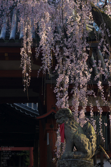 氷室神社_しだれ桜_2012_yaotomi_16.jpg