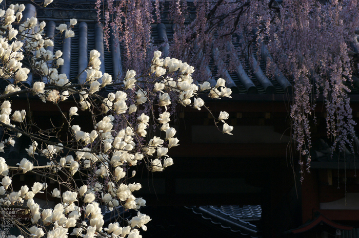 氷室神社_しだれ桜_2012_yaotomi_17.jpg