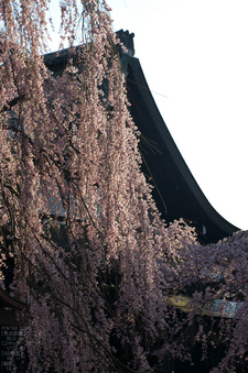 氷室神社_しだれ桜_2012_yaotomi_18.jpg