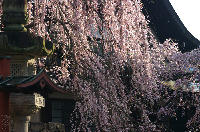 氷室神社_しだれ桜_2012_yaotomi_20.jpg