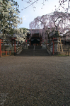 氷室神社_しだれ桜_2012_yaotomi_3.jpg