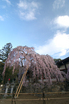 氷室神社_しだれ桜_2012_yaotomi_5.jpg