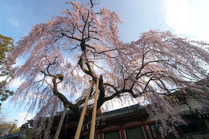 氷室神社_しだれ桜_2012_yaotomi_6.jpg