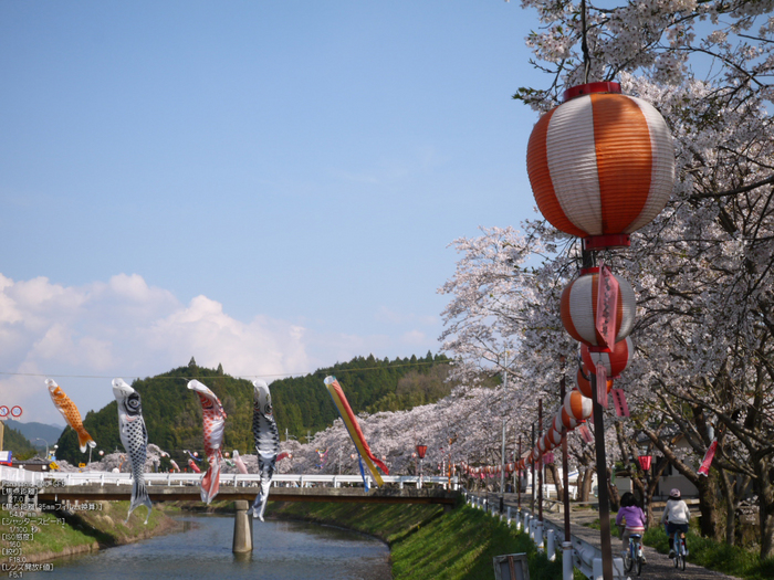 菟田野_桜こいのぼり_2012_GF5_yaotomi_3.jpg