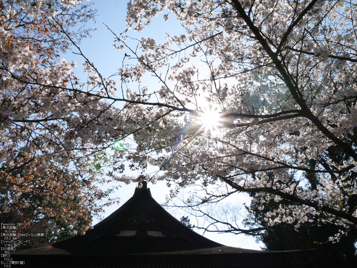 談山神社_桜_2012_GF5_yaotomi_10.jpg