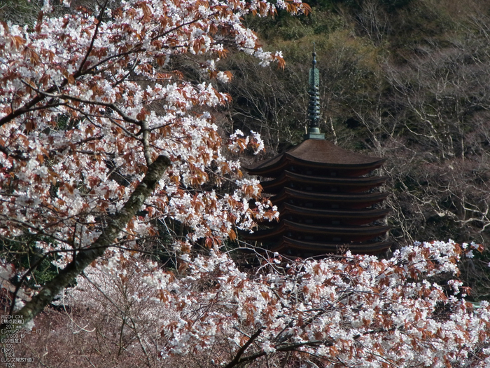 談山神社_桜_2012_GF5_yaotomi_11.jpg