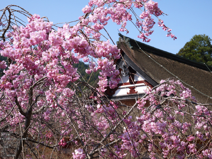 談山神社_桜_2012_GF5_yaotomi_8.jpg