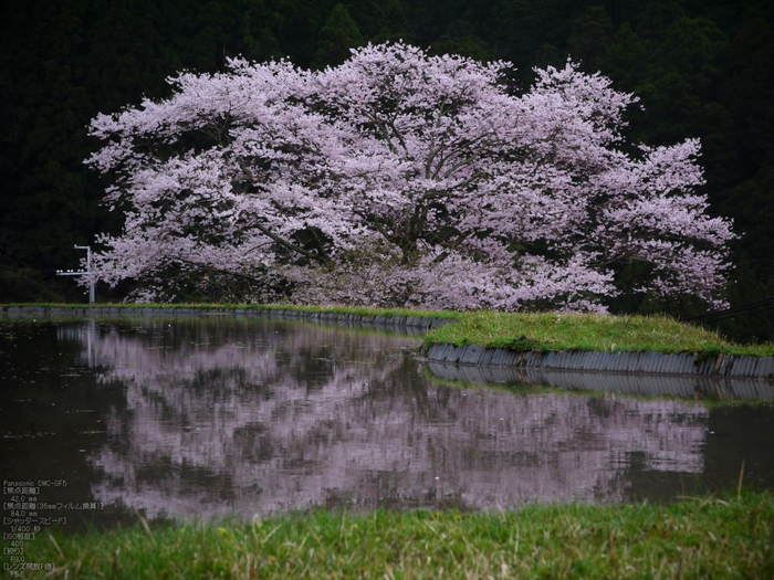 諸木野_桜_2012_GF5_yaotomi_11.jpg