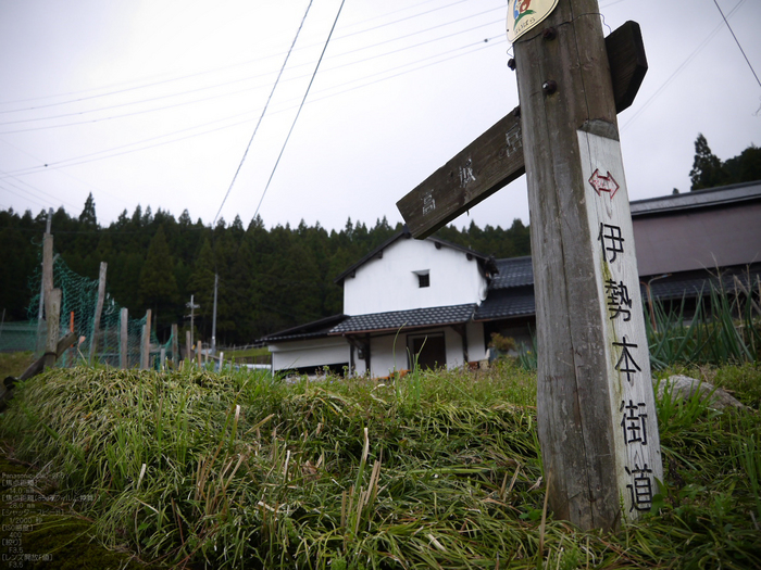 諸木野_桜_2012_GF5_yaotomi_12.jpg