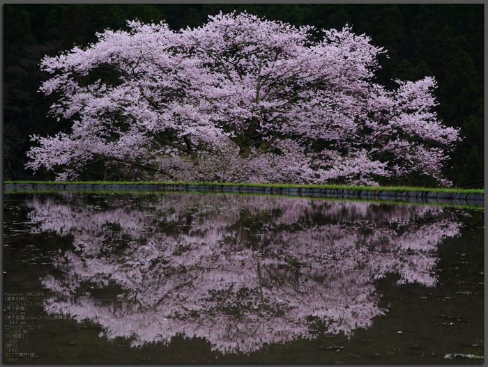 諸木野_桜_2012_GF5_yaotomi_top1.jpg