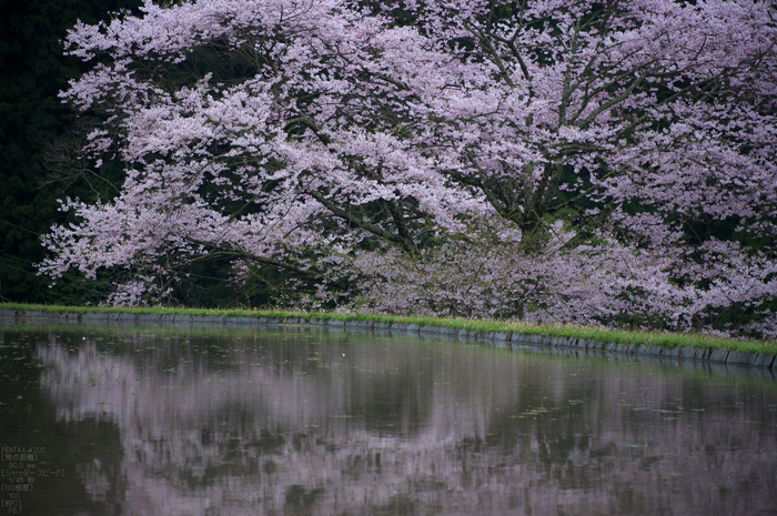 諸木野_桜_2012_K20D_yaotomi_10.jpg