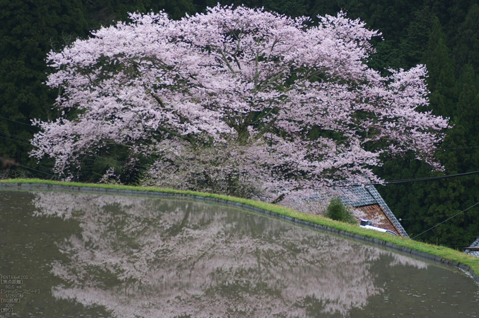 諸木野_桜_2012_K20D_yaotomi_16.jpg