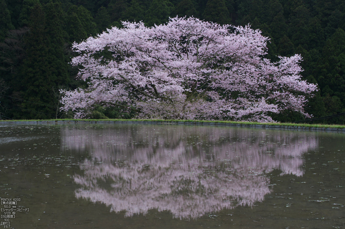 諸木野_桜_2012_K20D_yaotomi_6.jpg