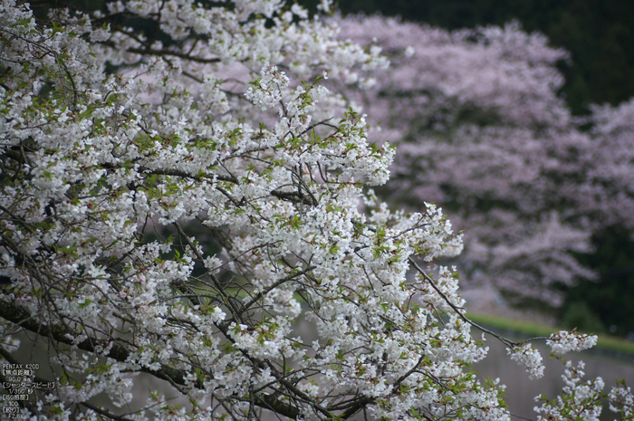 諸木野_桜_2012_K20D_yaotomi_8.jpg