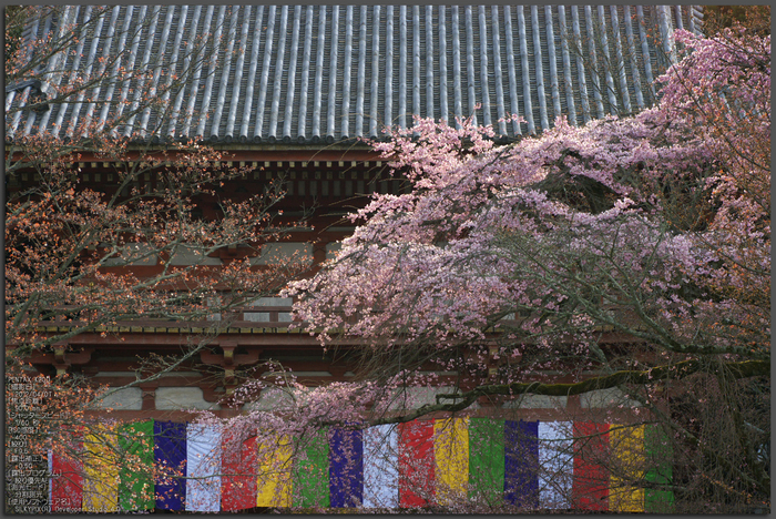 醍醐寺_桜_2012_yaotomi_1.jpg