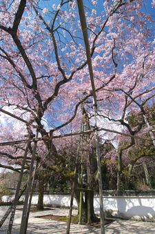 醍醐寺_桜_2012_yaotomi_10.jpg