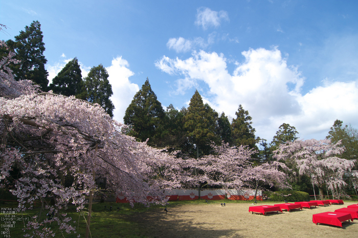 醍醐寺_桜_2012_yaotomi_11.jpg