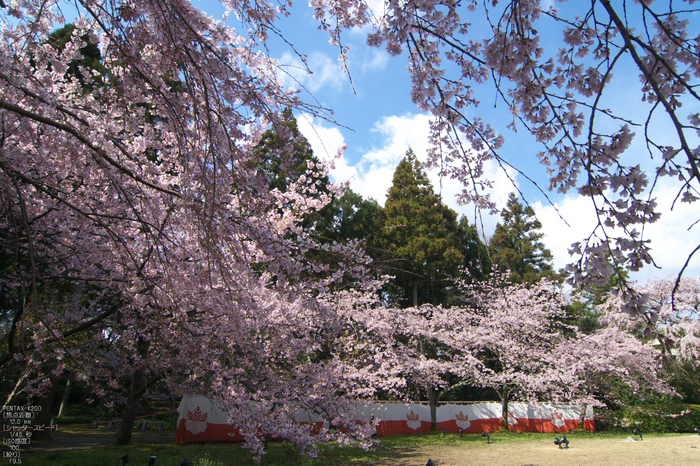 醍醐寺_桜_2012_yaotomi_12.jpg