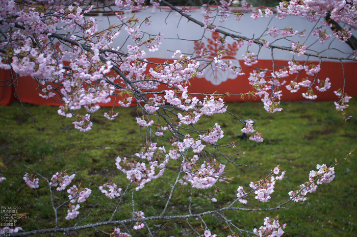 醍醐寺_桜_2012_yaotomi_15.jpg