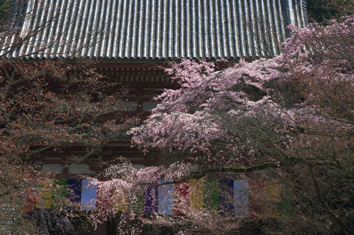 醍醐寺_桜_2012_yaotomi_19.jpg