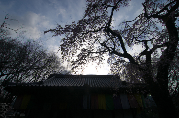 醍醐寺_桜_2012_yaotomi_2.jpg