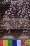 醍醐寺_桜_2012_yaotomi_3.jpg