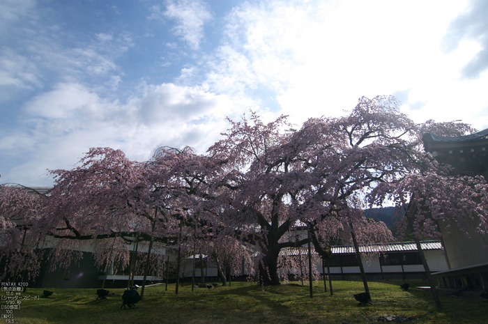 醍醐寺_桜_2012_yaotomi_5.jpg