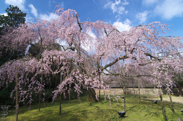 醍醐寺_桜_2012_yaotomi_6.jpg