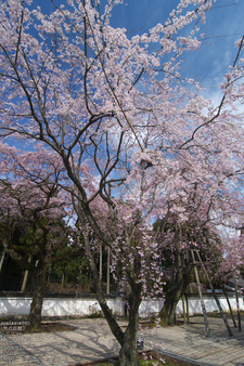 醍醐寺_桜_2012_yaotomi_7.jpg