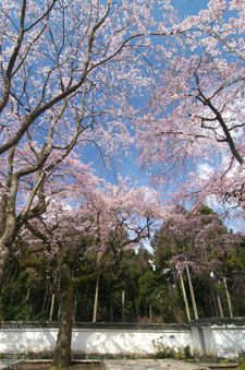 醍醐寺_桜_2012_yaotomi_8.jpg