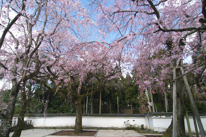 醍醐寺_桜_2012_yaotomi_9.jpg