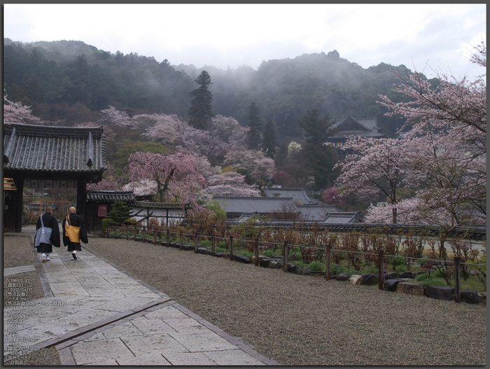 長谷寺_桜_2012_yaotomi_1.jpg