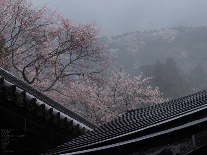 長谷寺_桜_2012_yaotomi_10.jpg