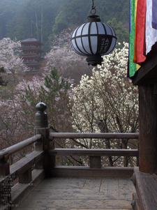 長谷寺_桜_2012_yaotomi_11.jpg